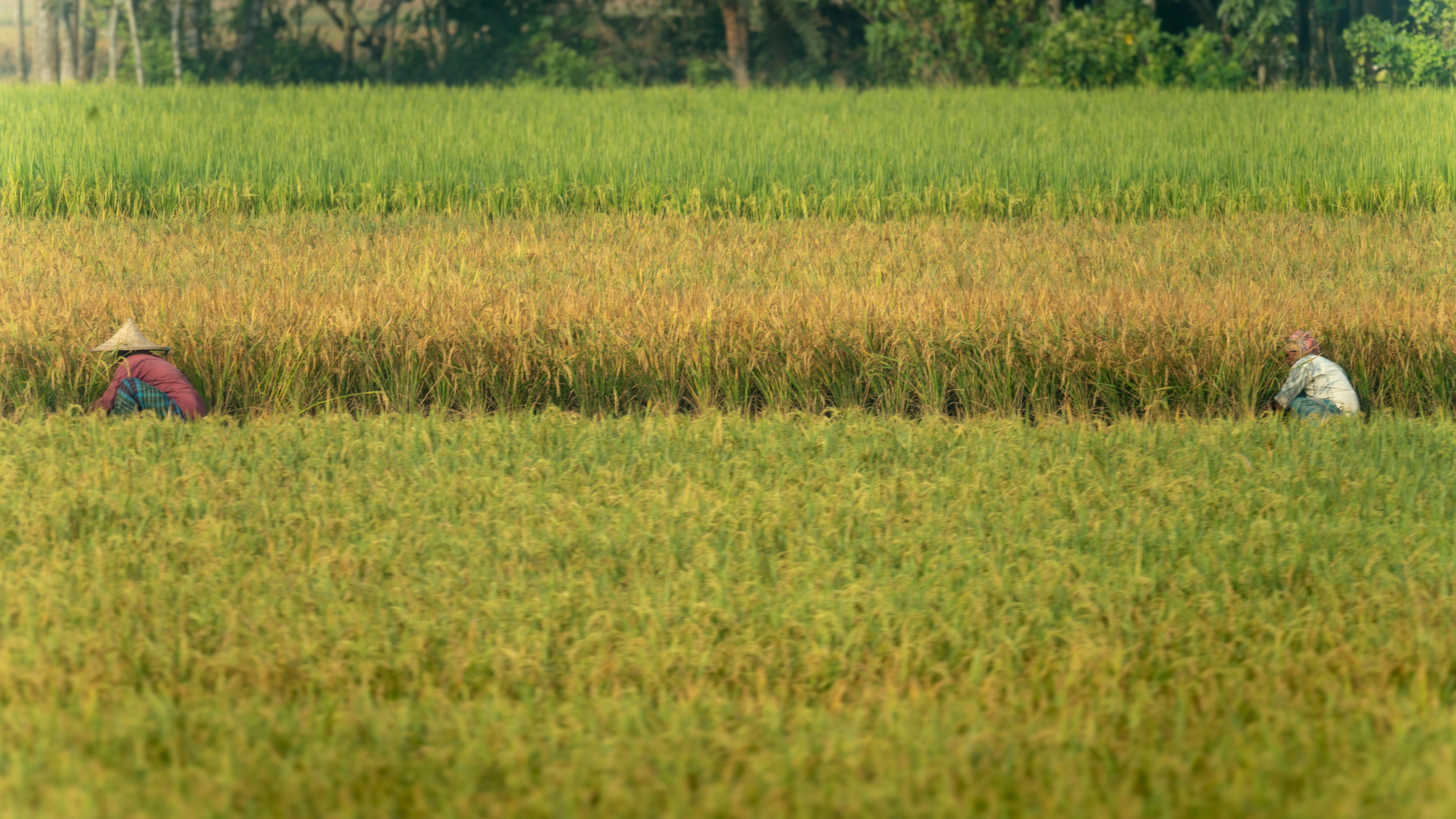 Supporting Farmers, Growing Futures